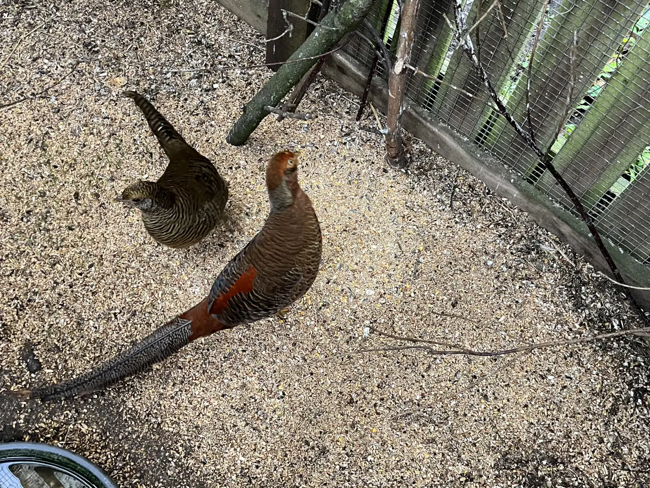 Billede 1 - Guldfasan 
