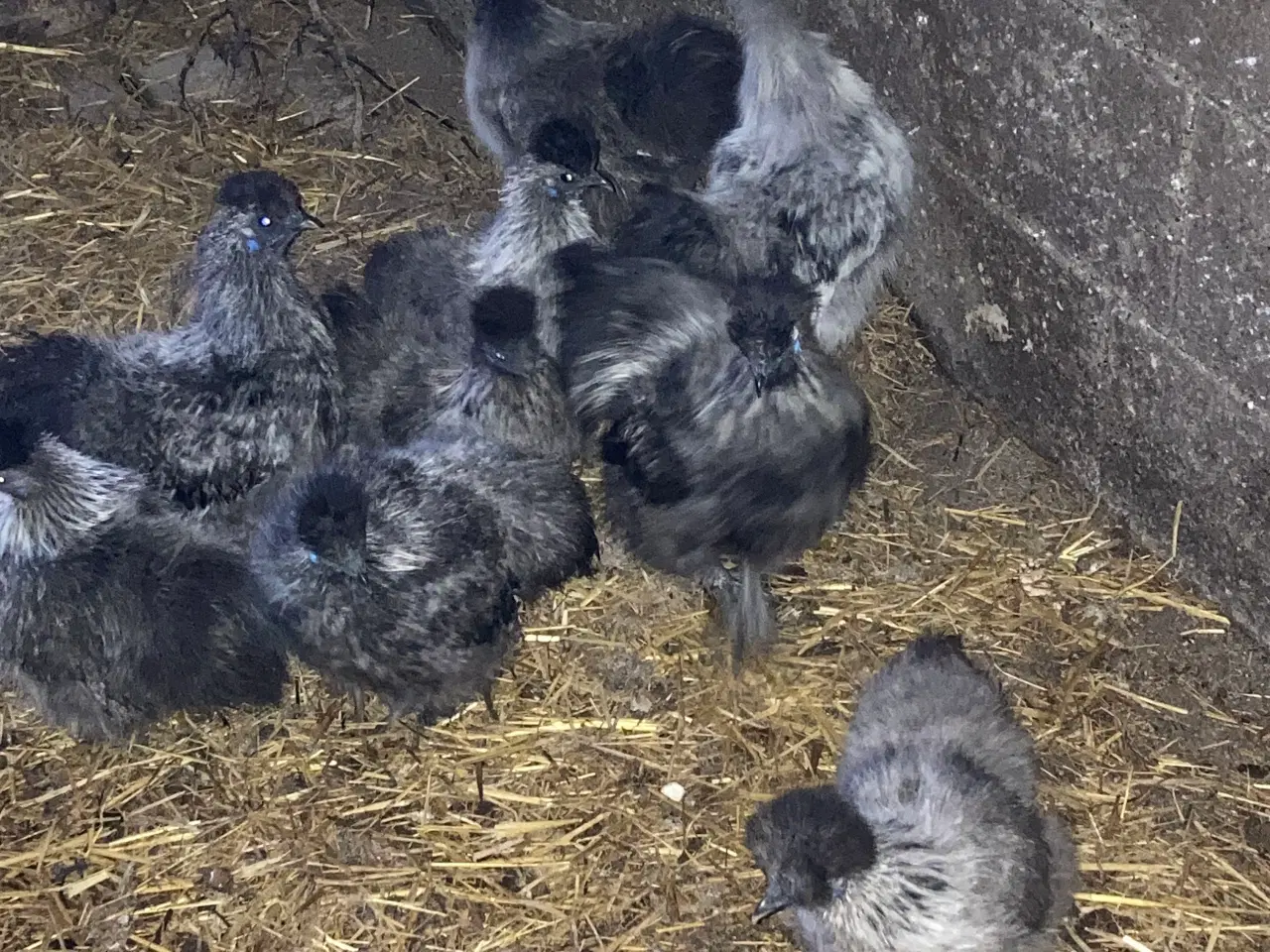 Billede 18 - Rene silke Høns