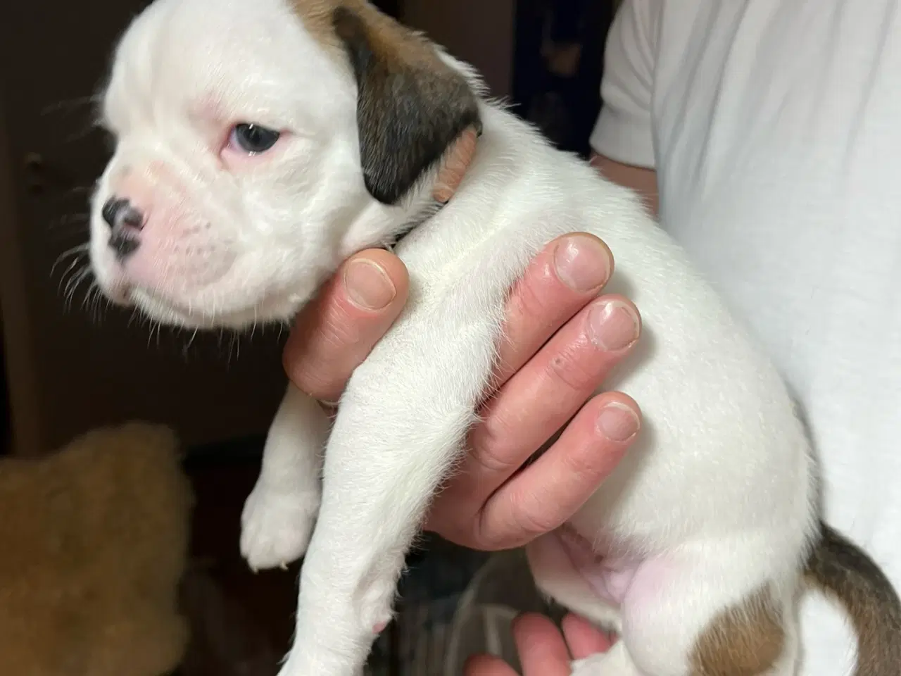 Billede 15 - Skønneste Boxerhvalpe søger nyt hjem