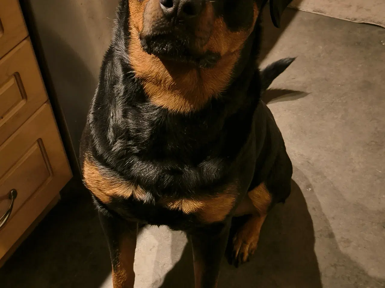 Billede 5 - Skøn rottweiler hanhund