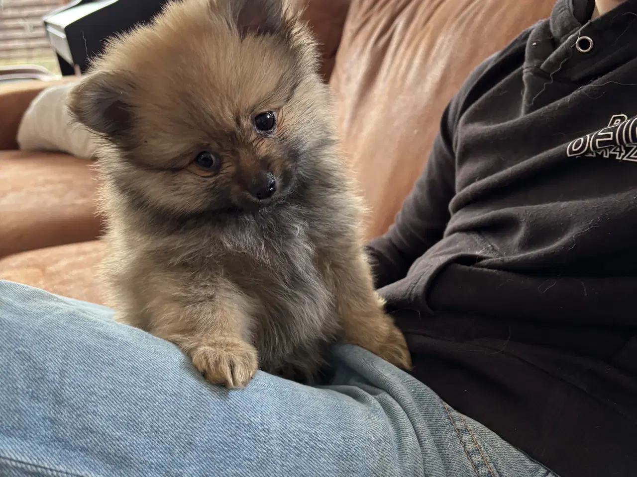 Billede 1 - Pomeranian dreng søger nyt hjem