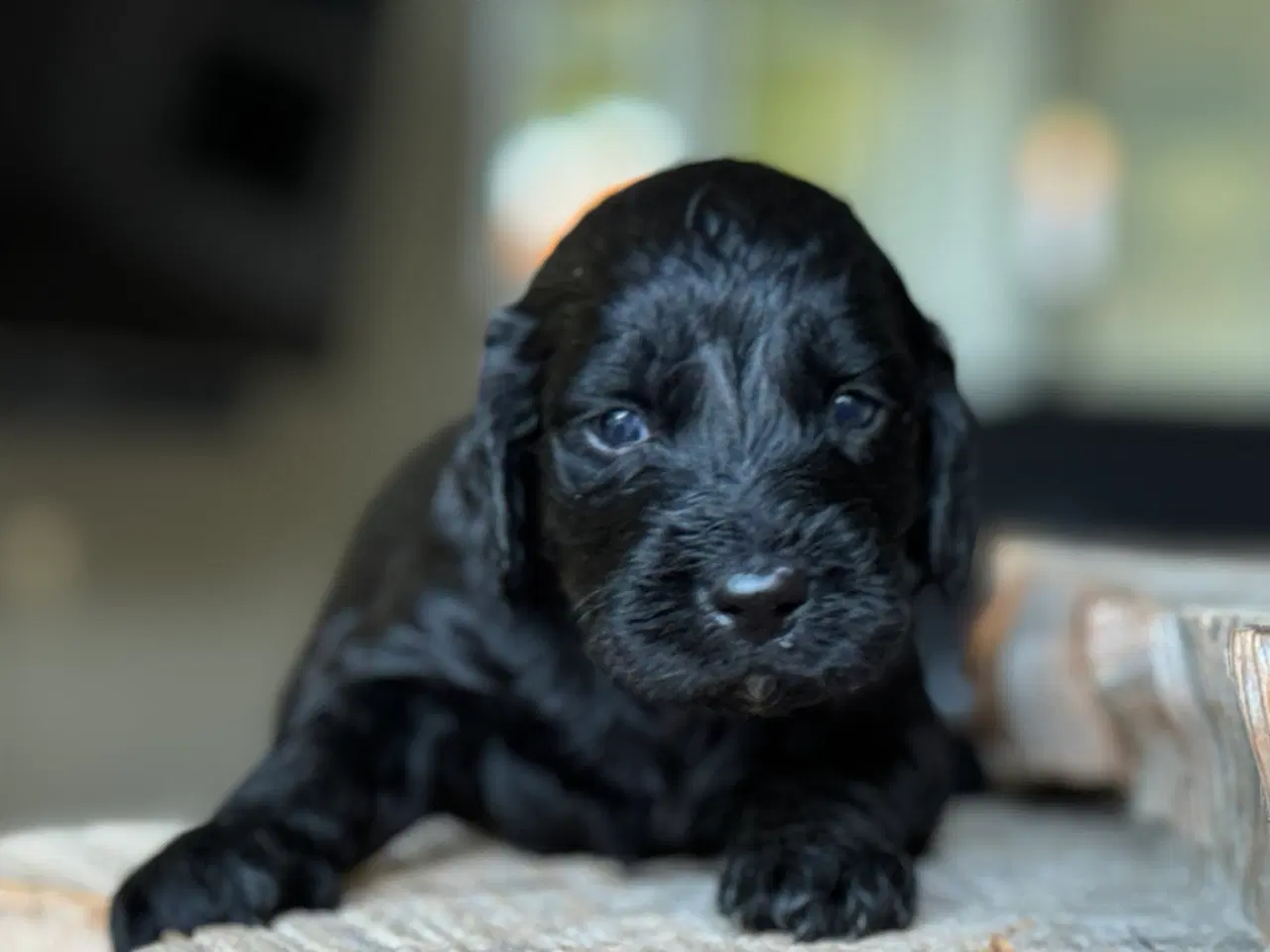 Billede 5 - Doodle eller Setter poo, kært barn har mange navne