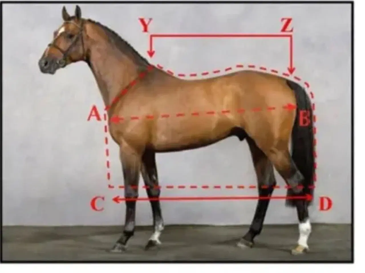 Billede 6 - Ny regndækken til hest