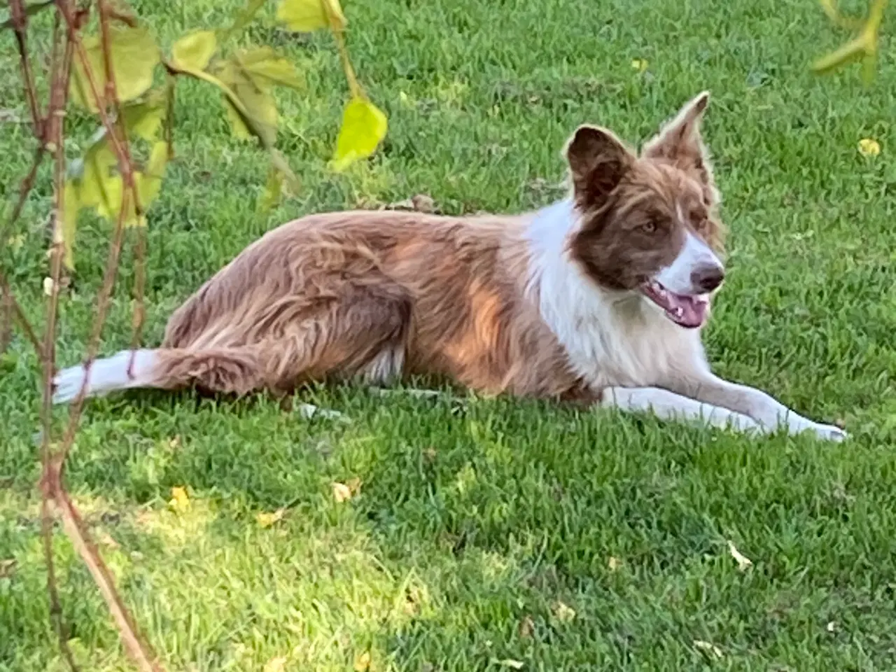 Billede 1 - Border collie tæve