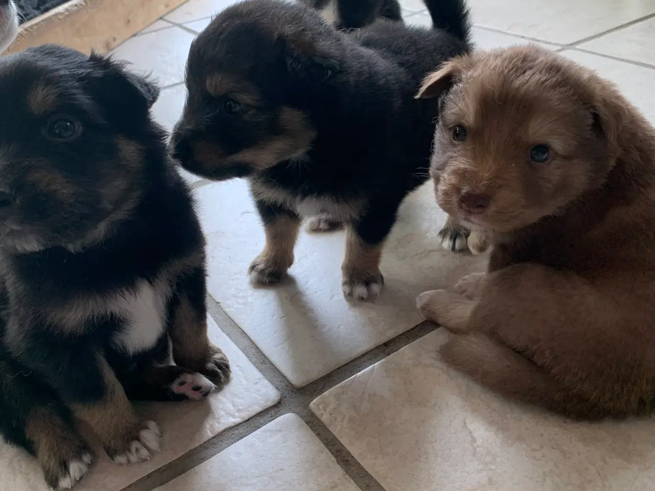 Billede 5 - Finsk lapphund/Islandsk fårehunde- hvalpe