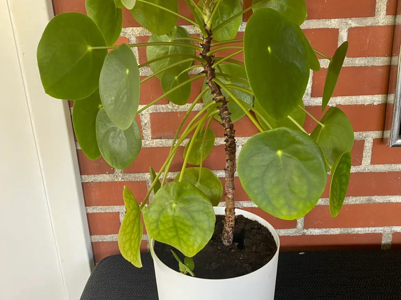 Billede 1 - Pilea 