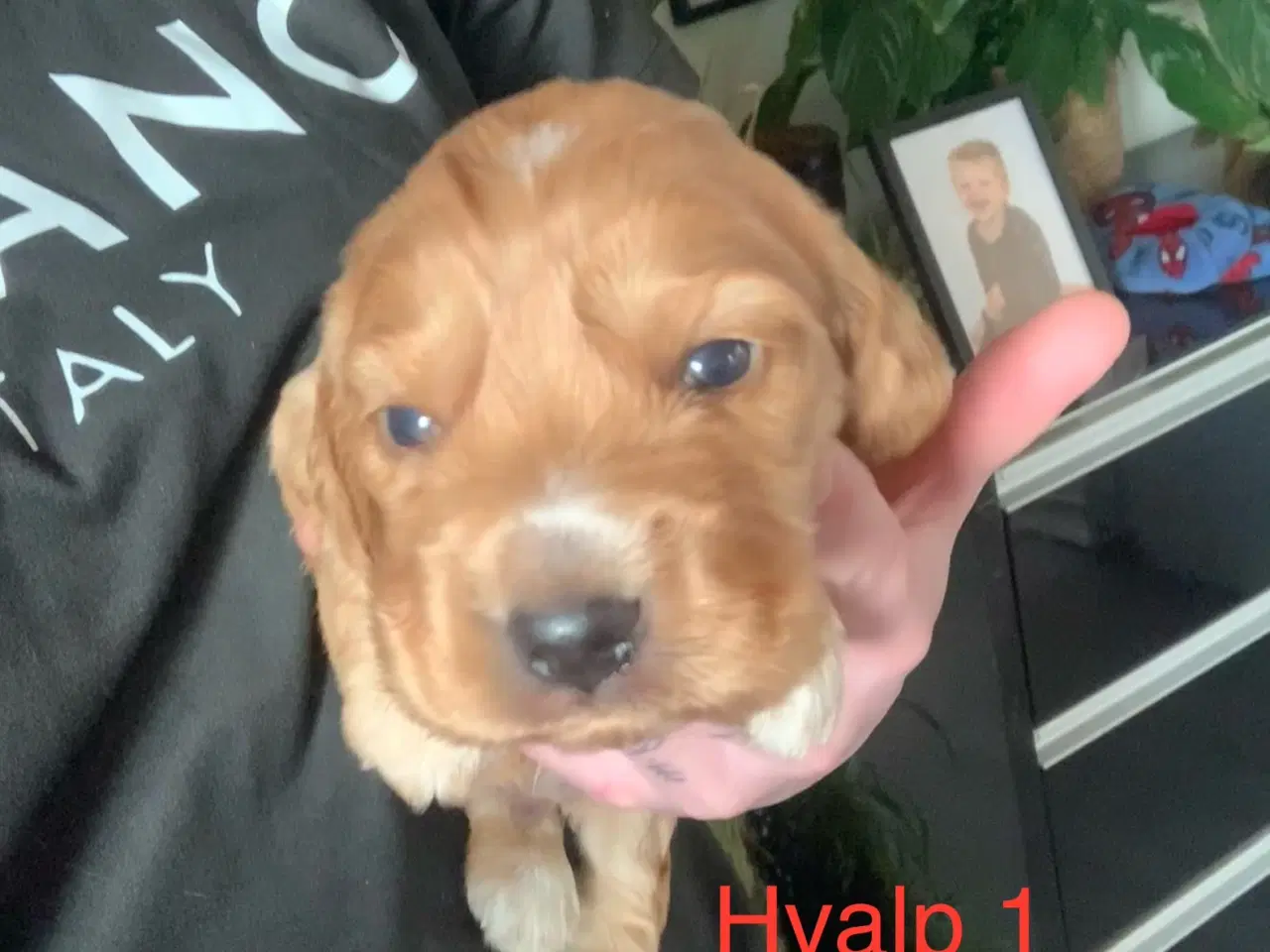 Billede 2 - Cocker Spaniel Hvalpe