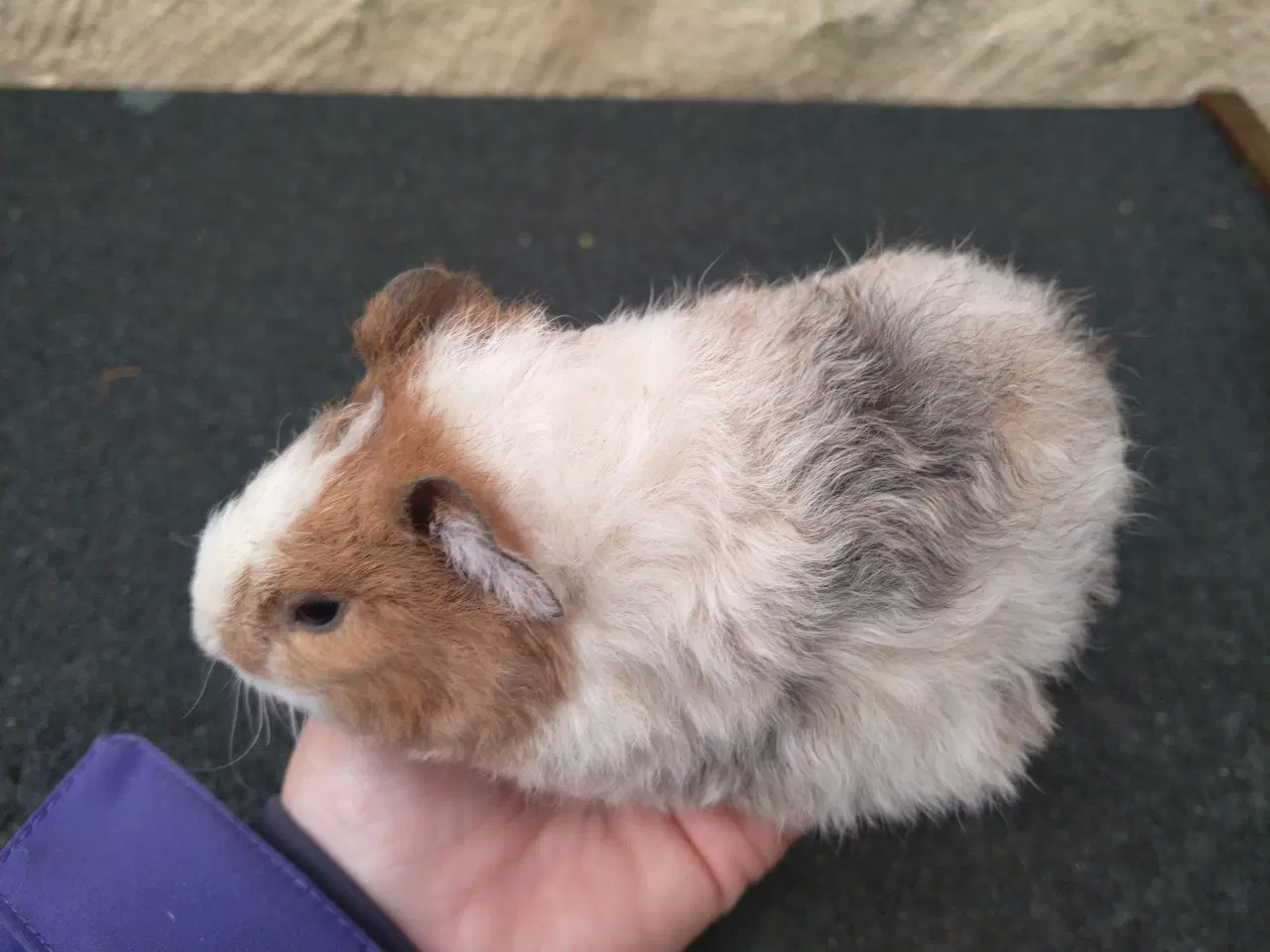 Billede 1 - 2 Teddy søstre