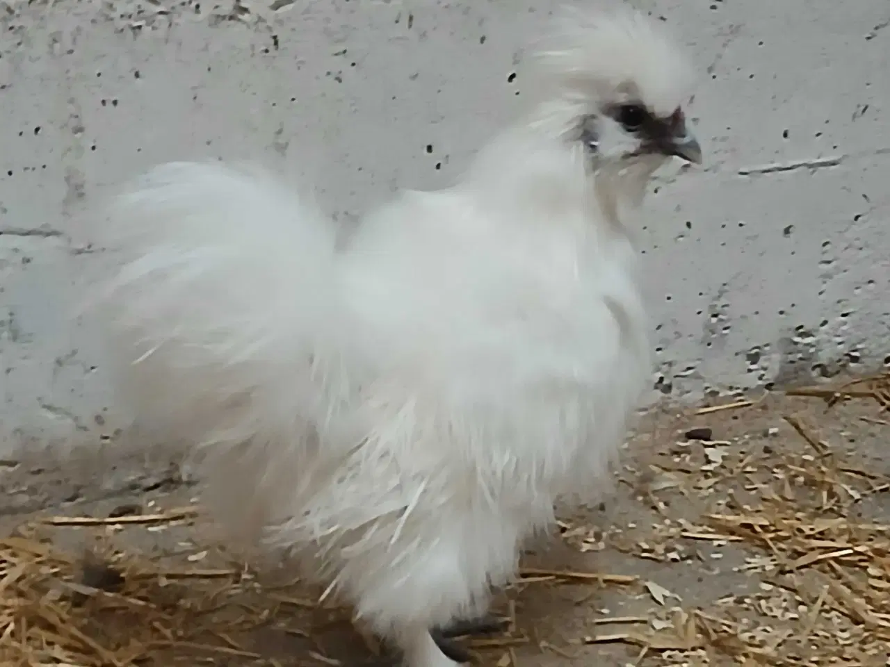 Billede 3 - Dværg silkehaner