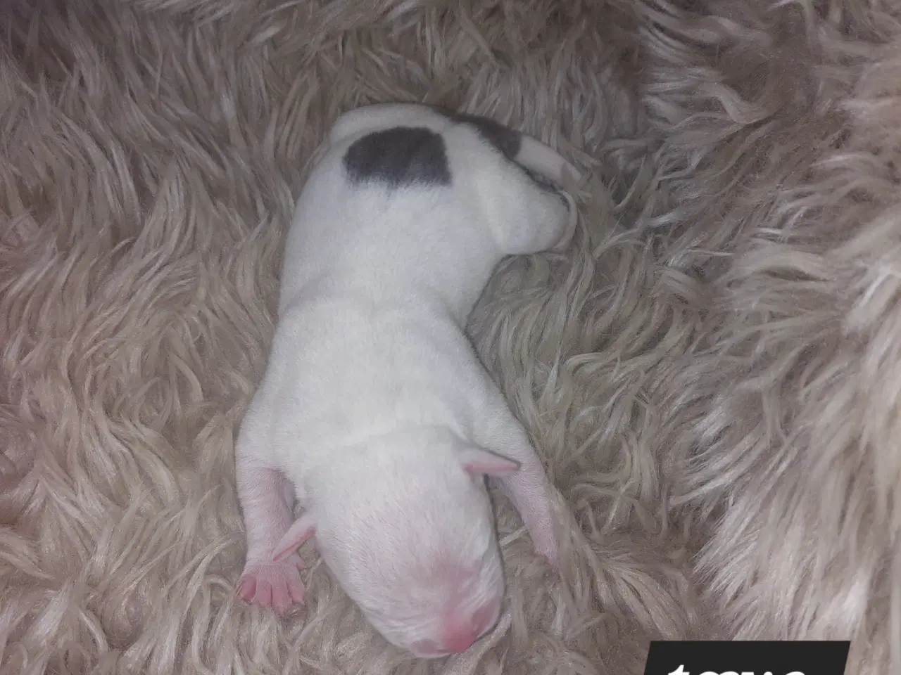 Billede 6 - American bully hvalpe 