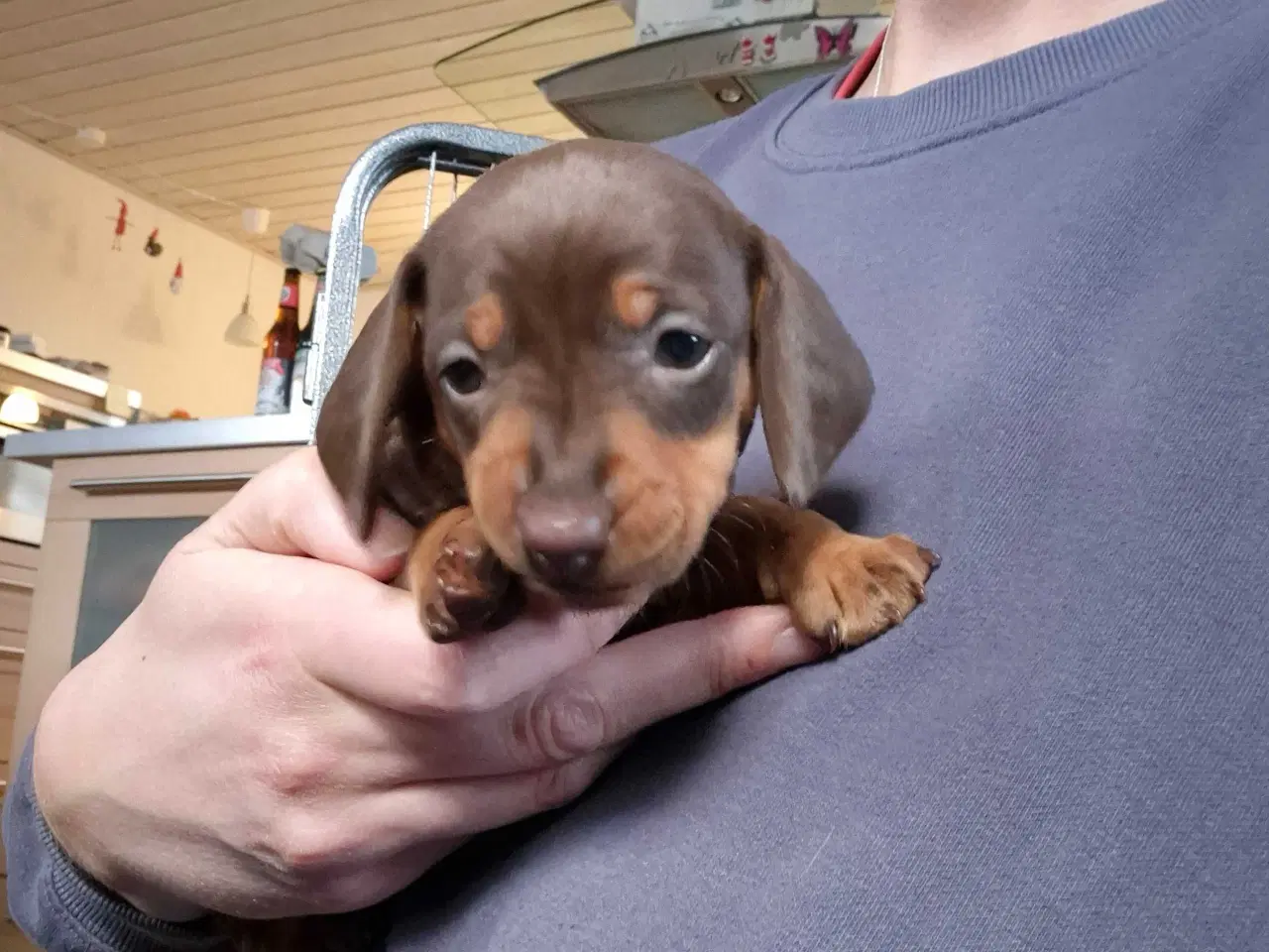 Billede 3 - Gravhundehvalpe, standard, korthåret