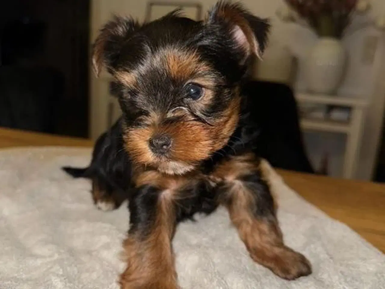 Billede 1 - Yorkshire Terrier