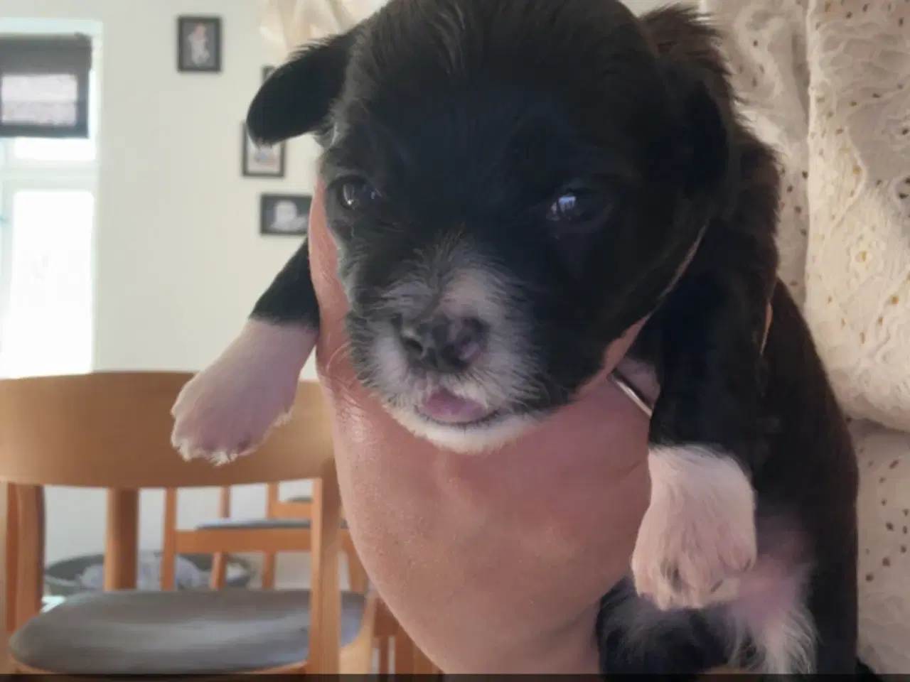 Billede 7 - Dejlige familiehund.