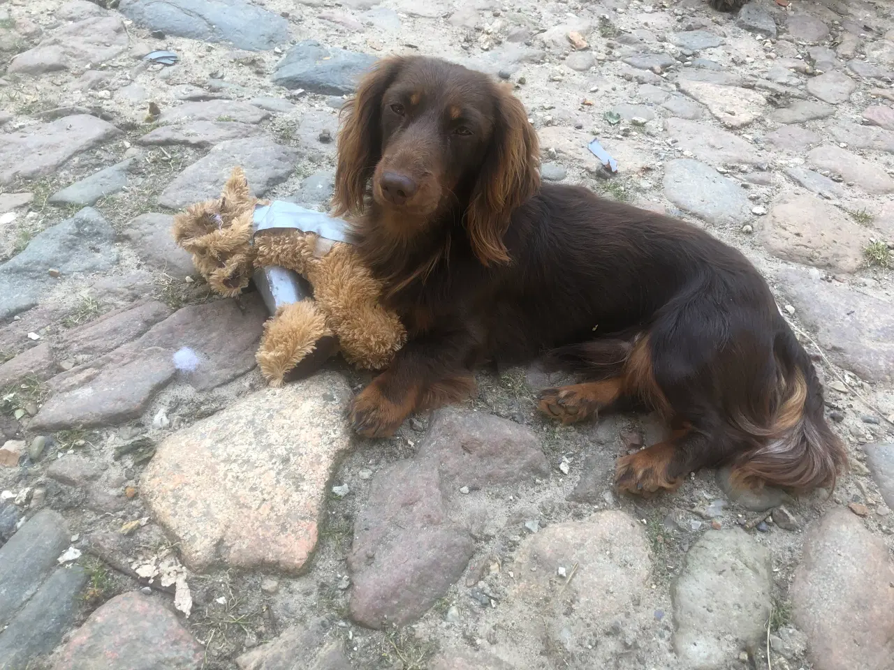 Billede 1 - Langhåret Gravhunde Hvalpe