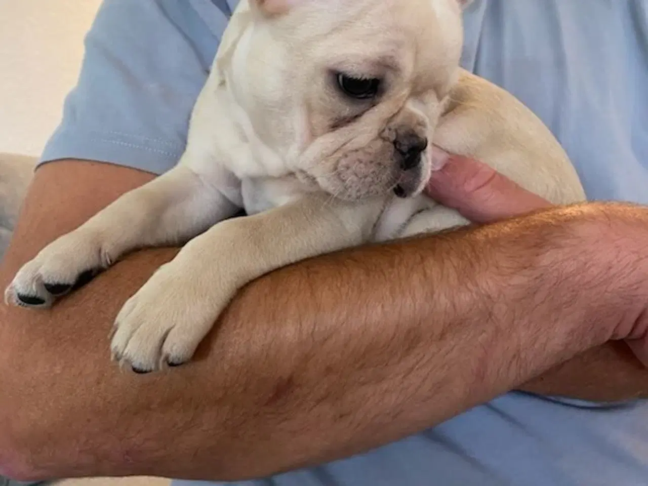 Billede 14 - Fransk Bulldog