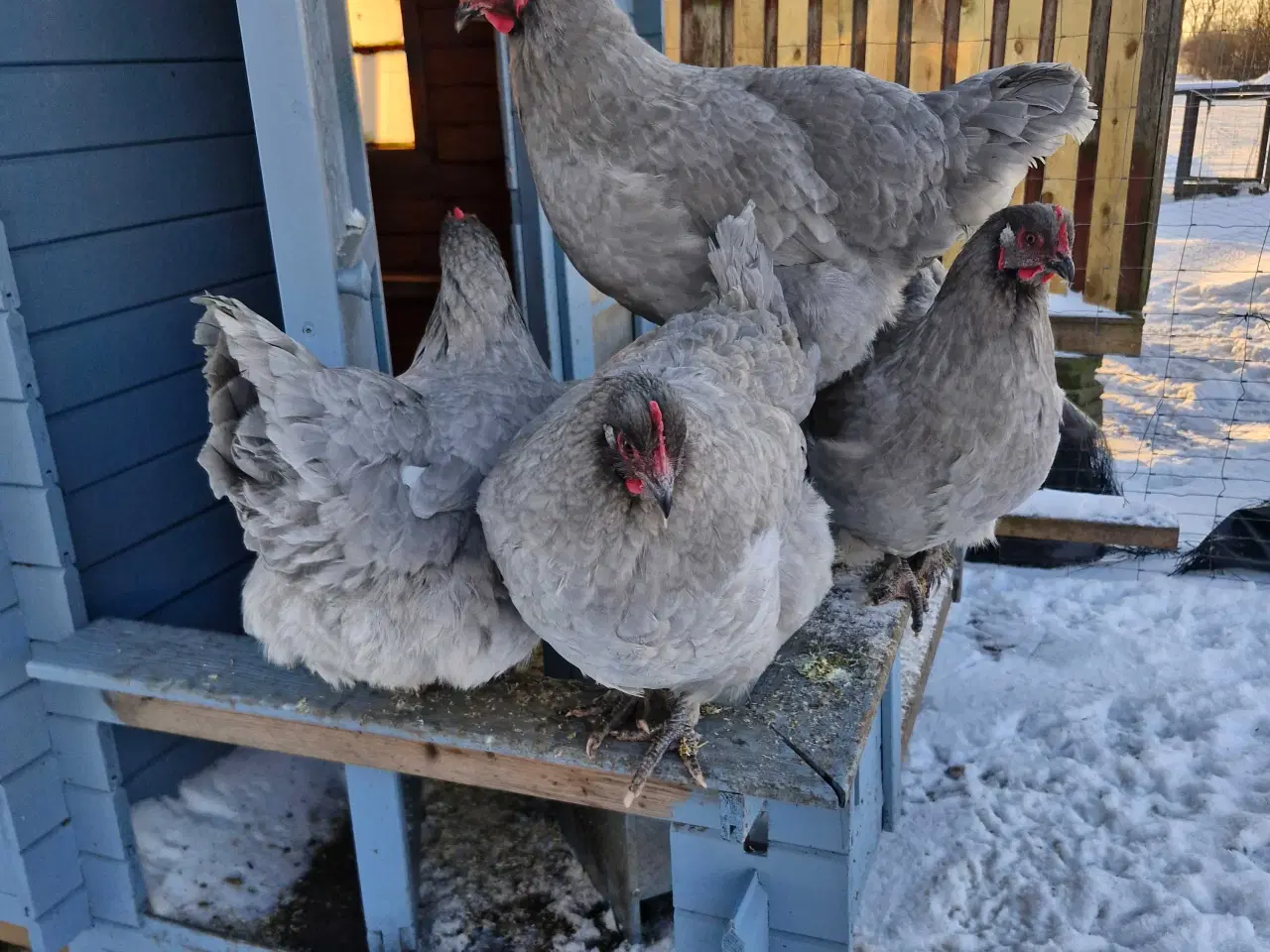 Billede 2 - Daggamle kyllinger, maran, ayam cemani, faverolles