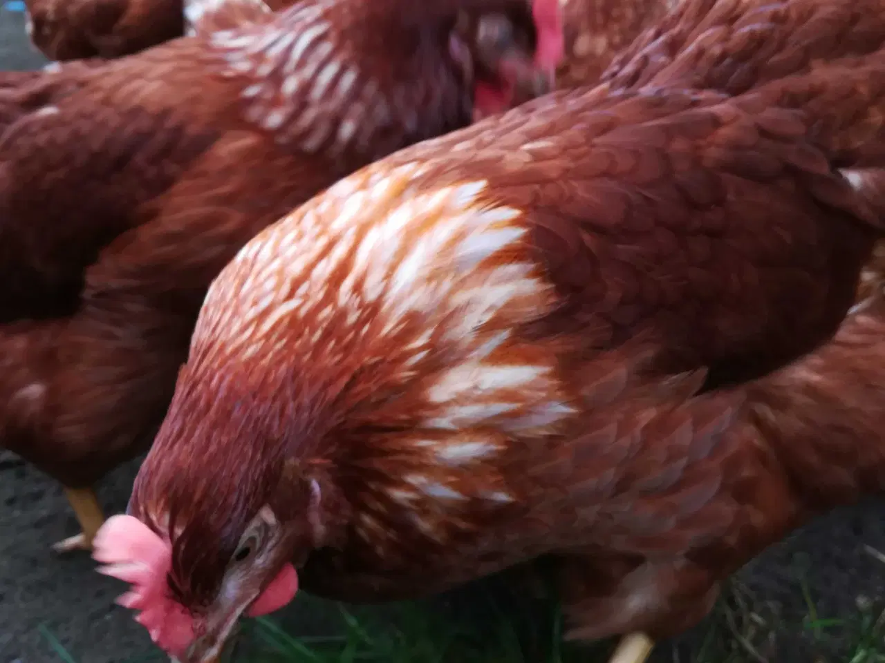 Billede 3 - God ægge lægger røde amerikaner på 19 uge 