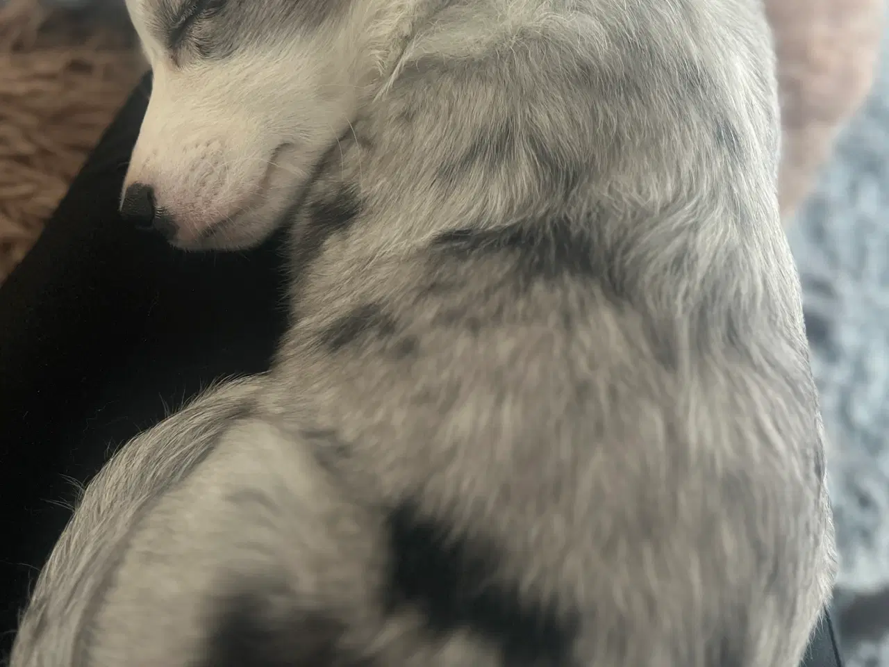 Billede 2 - Welsh corgi cardigan 