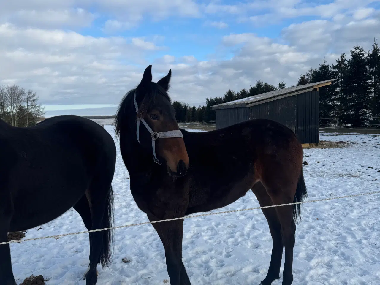 Billede 2 - Mor og datter 