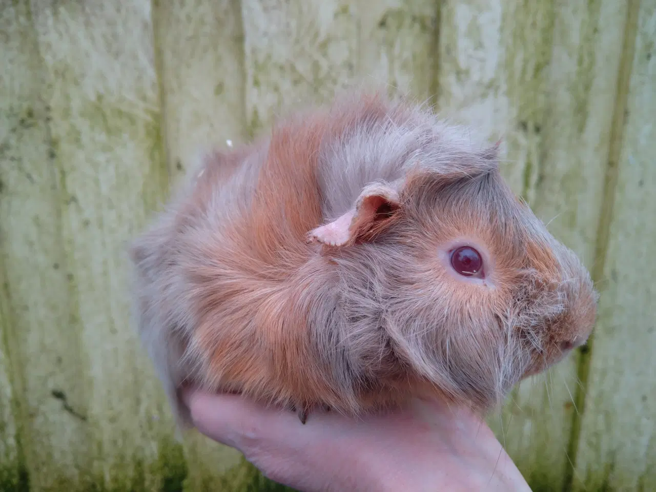 Billede 2 - 2 halvbrødre