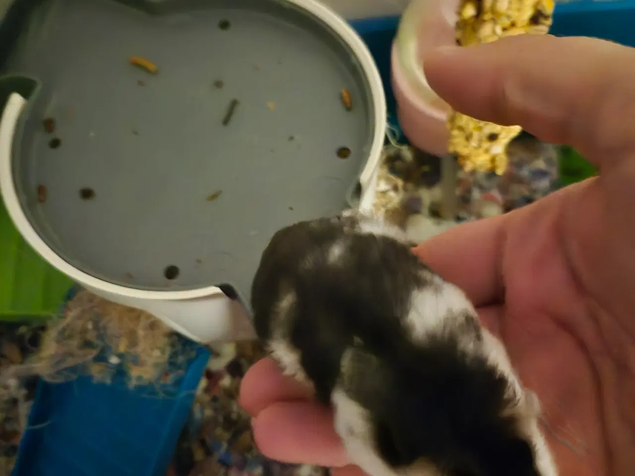 Billede 6 - Søde dværghamstere søger nyt hjem