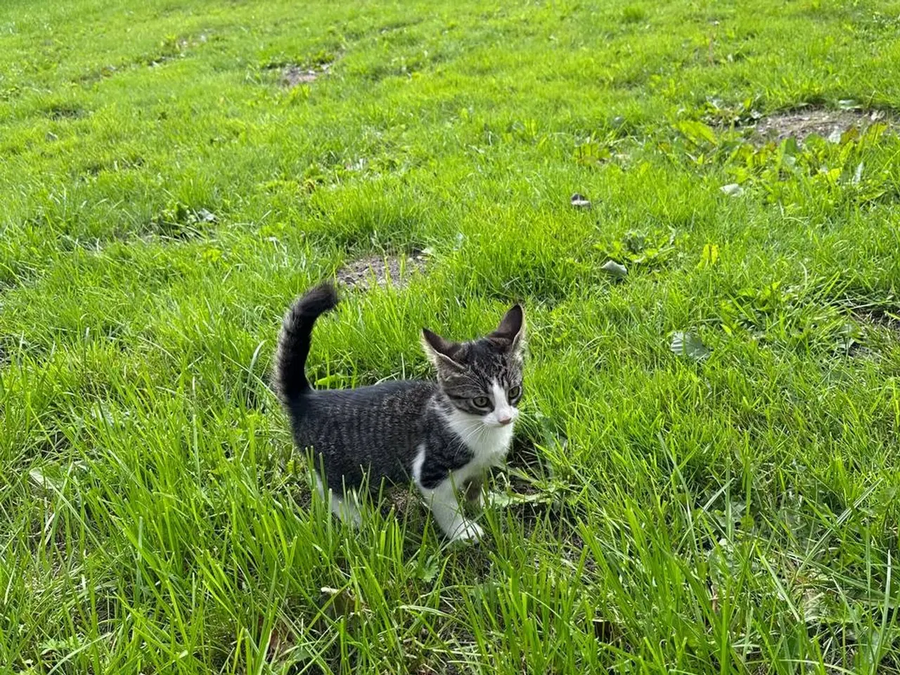 Billede 1 - Små killinger søger en familie😻