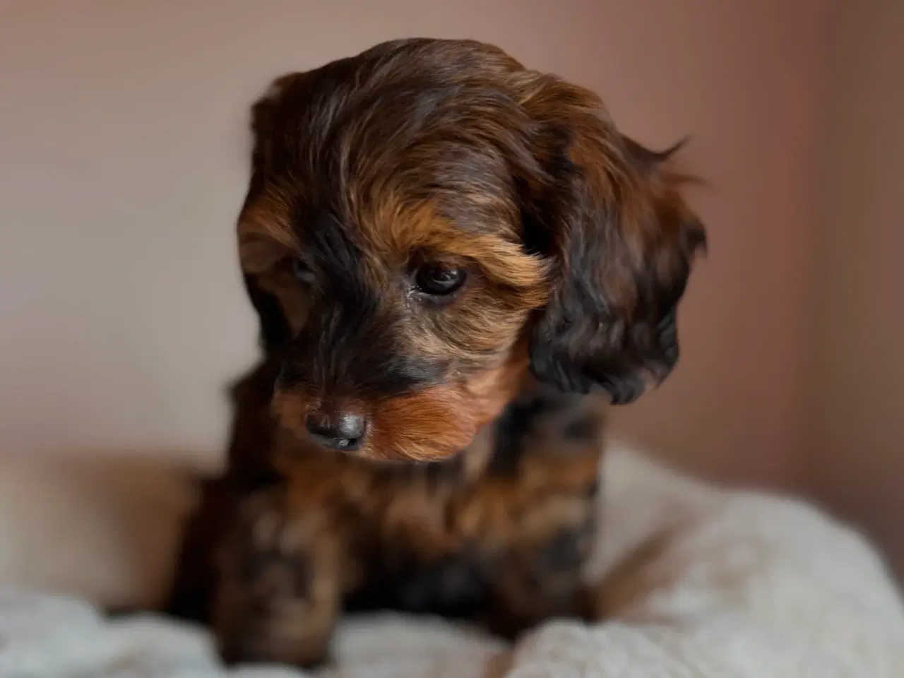 Billede 5 - Doxiepoo