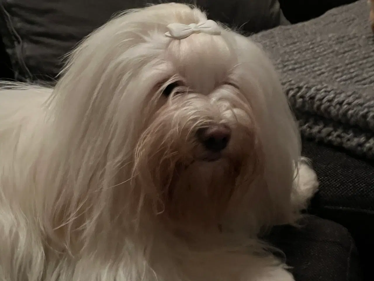 Billede 5 - Bichon Havanaiser 