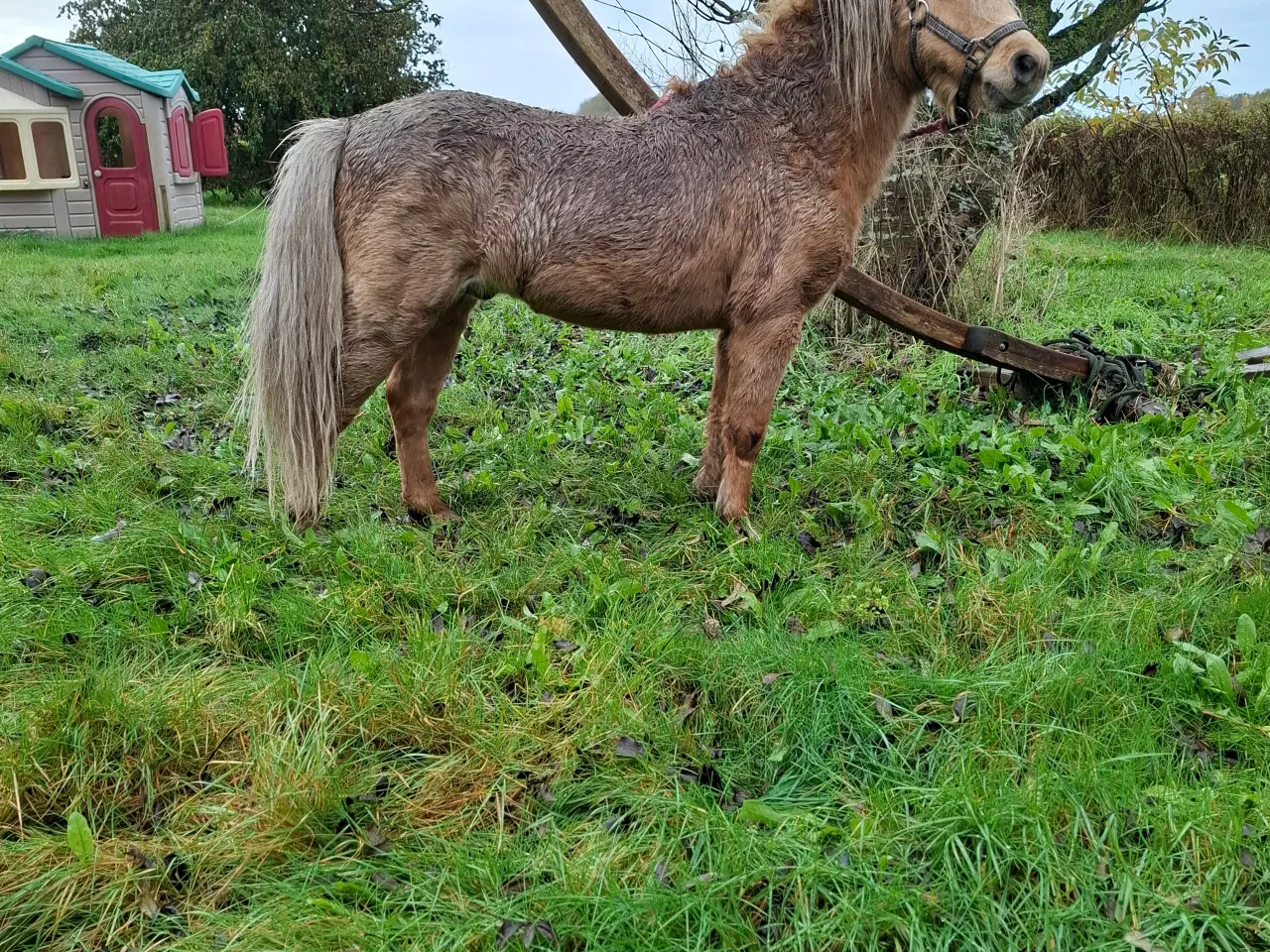 Billede 1 - Amerikansk miniature palomino hingst