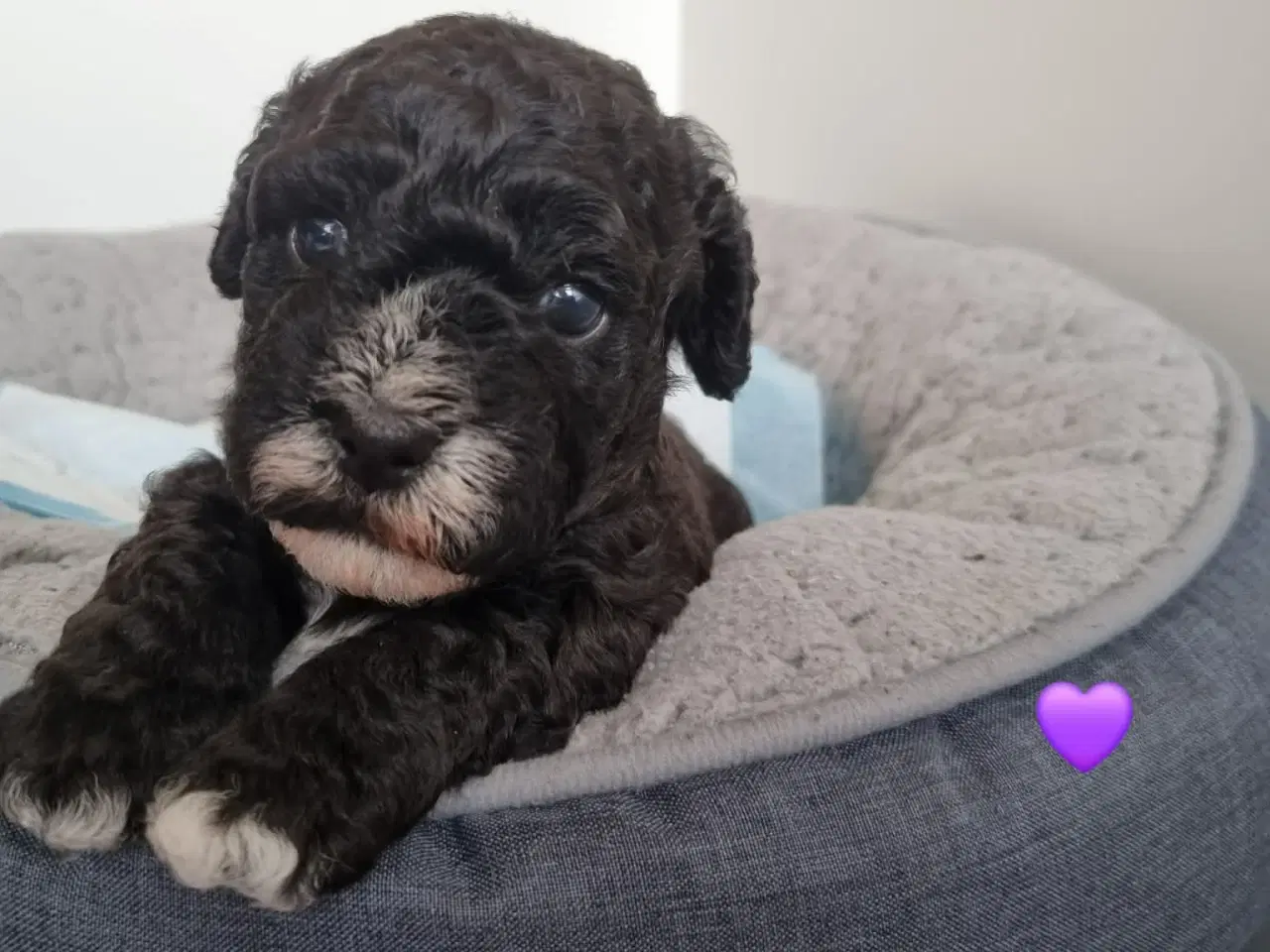 Billede 2 - Dejlige havapoo søger kærligt hjem