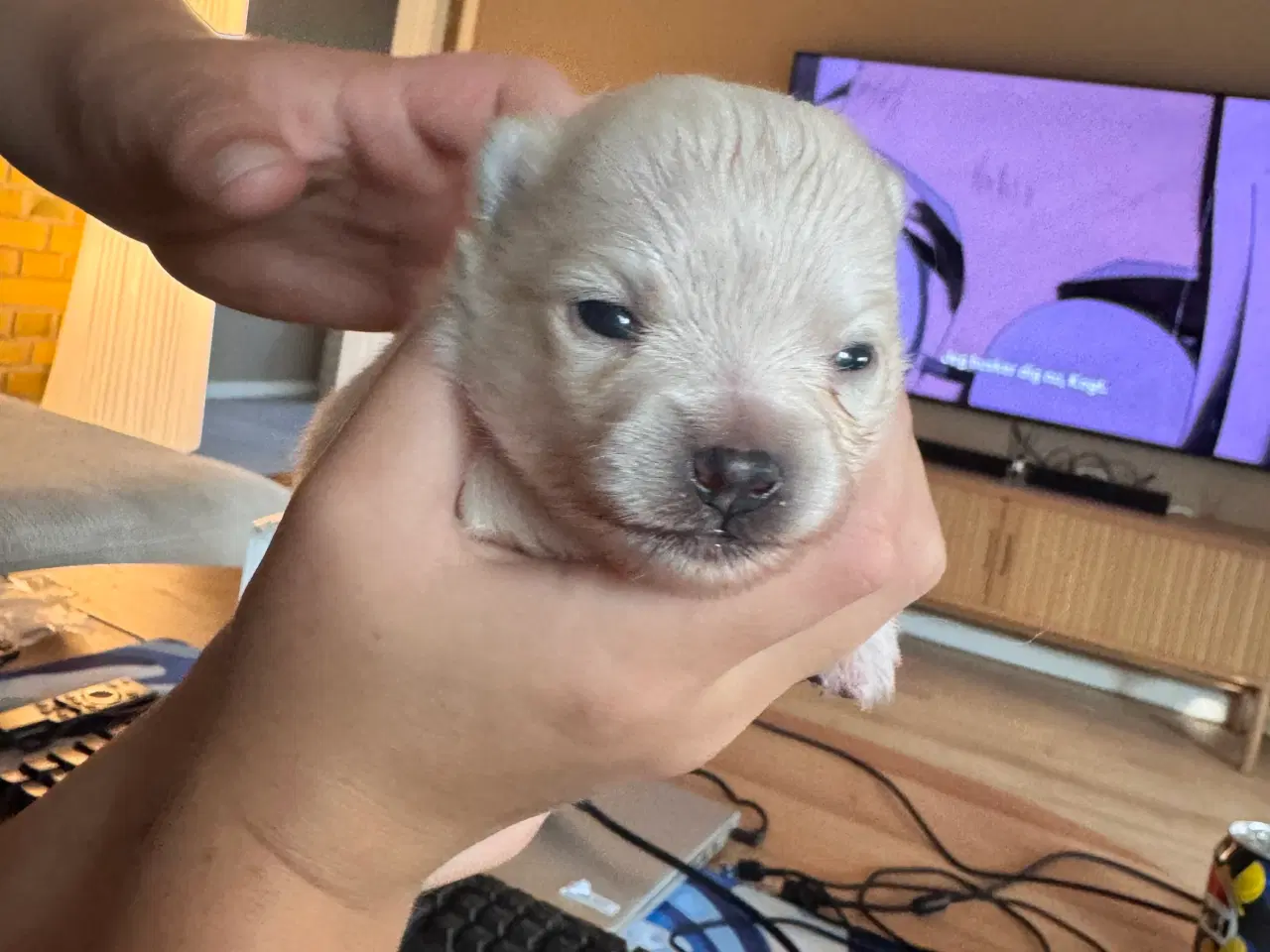 Billede 2 - Pomeranian Merle hvalp 