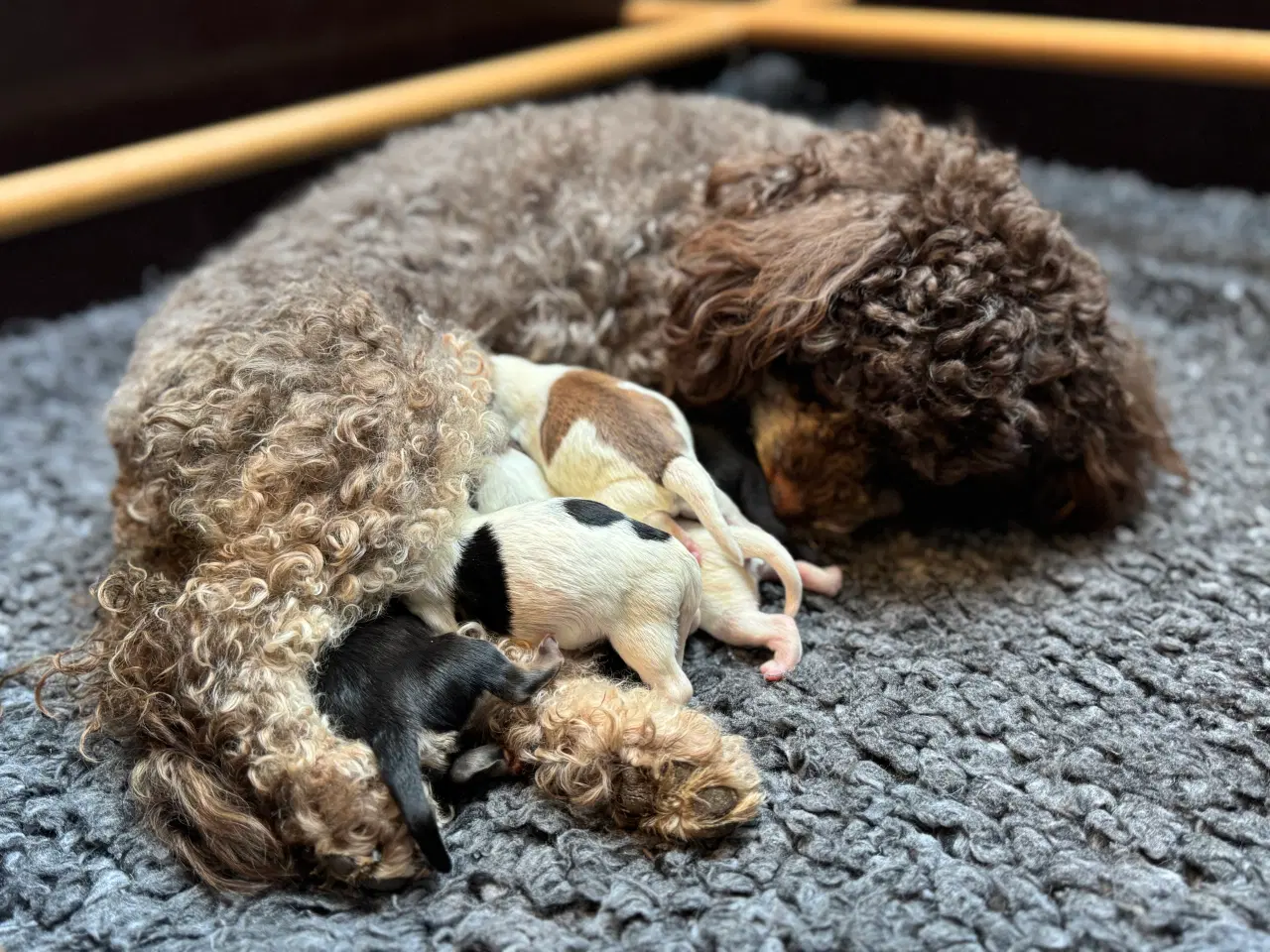 Billede 6 - Maltipoo fra undersøgte forældre.