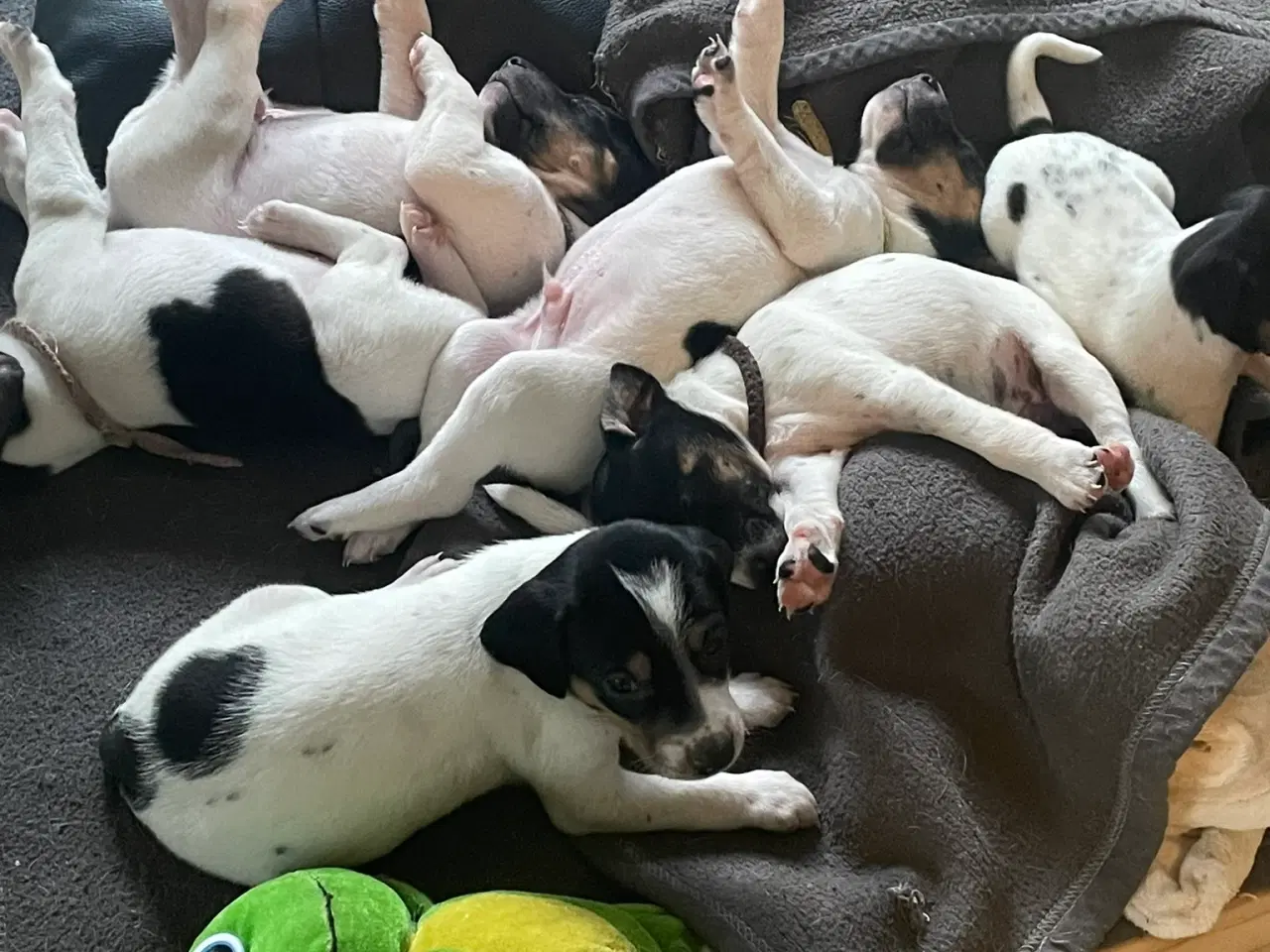 Billede 2 - Foxterrier til salg