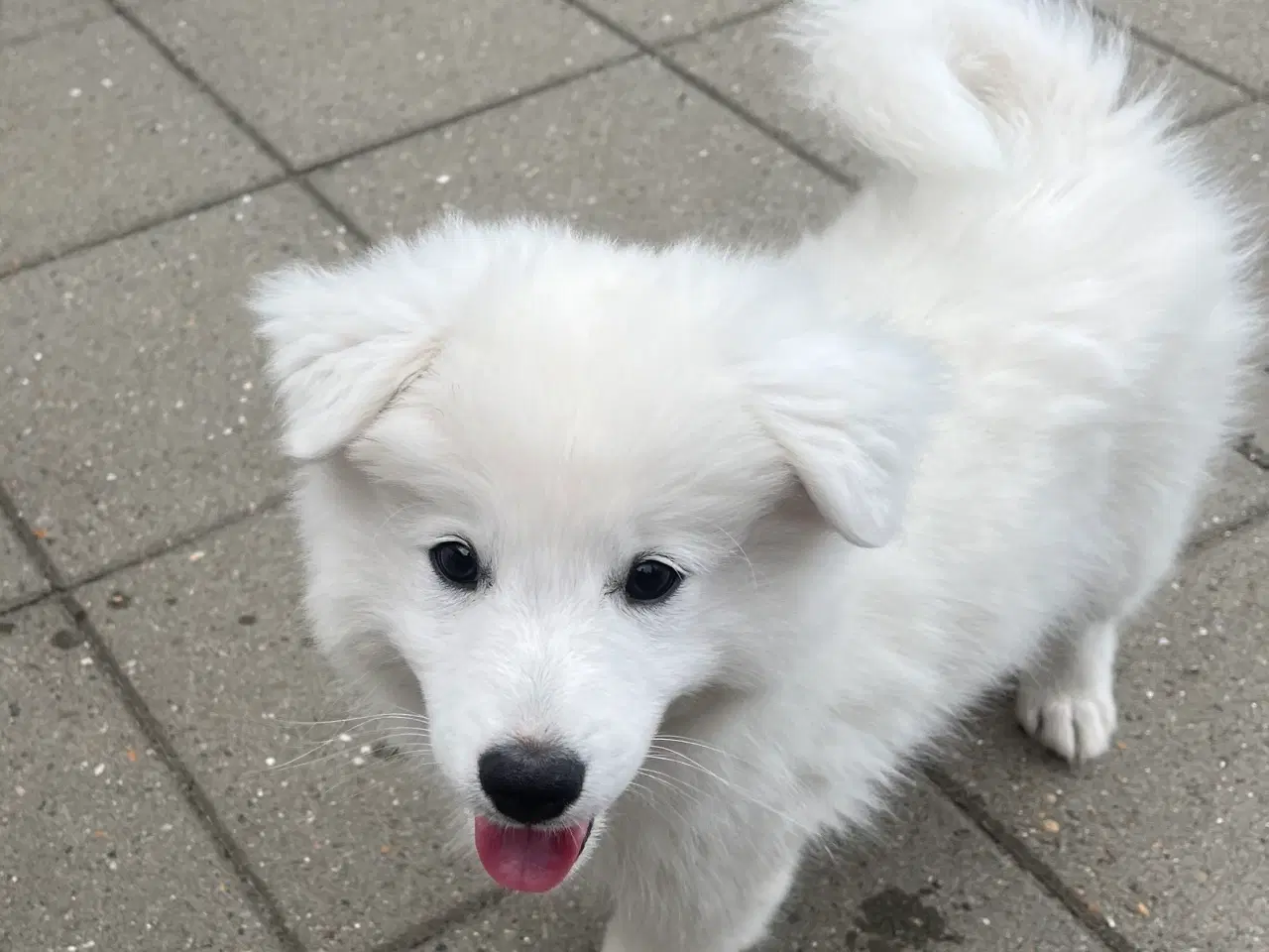 Billede 20 - Hunde hvalpe - Japansk spids