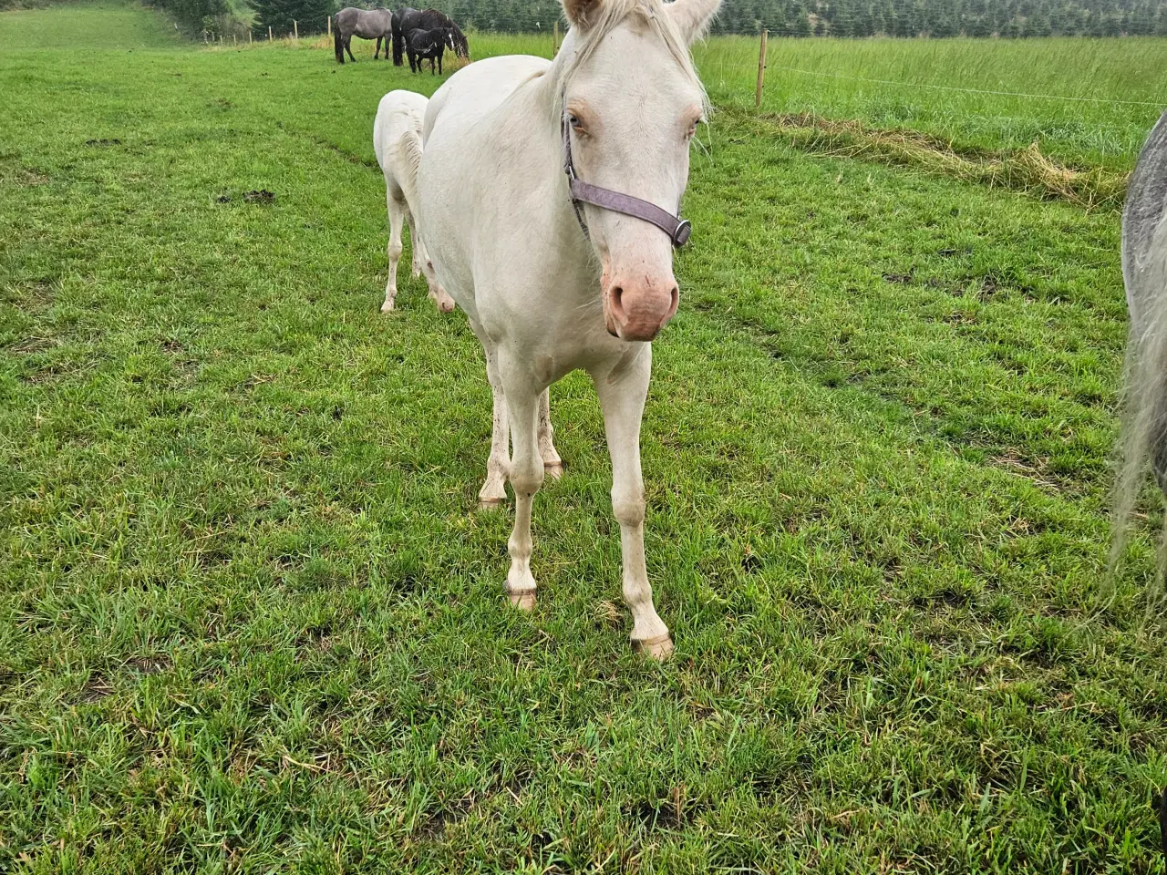 Billede 3 - Kat 2 pony 2,5år