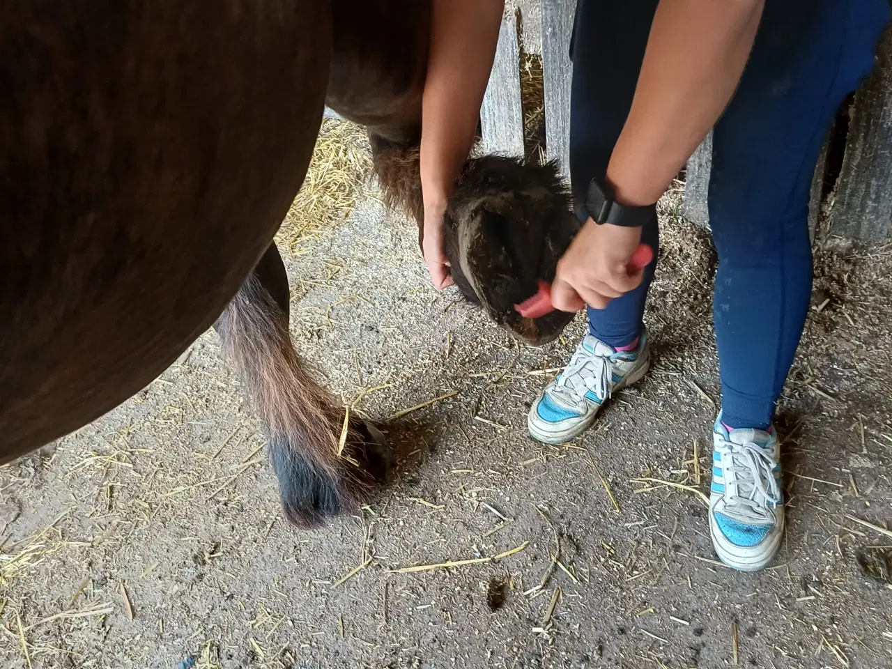 Billede 12 - 1 årig Jyskhest hingst sælges