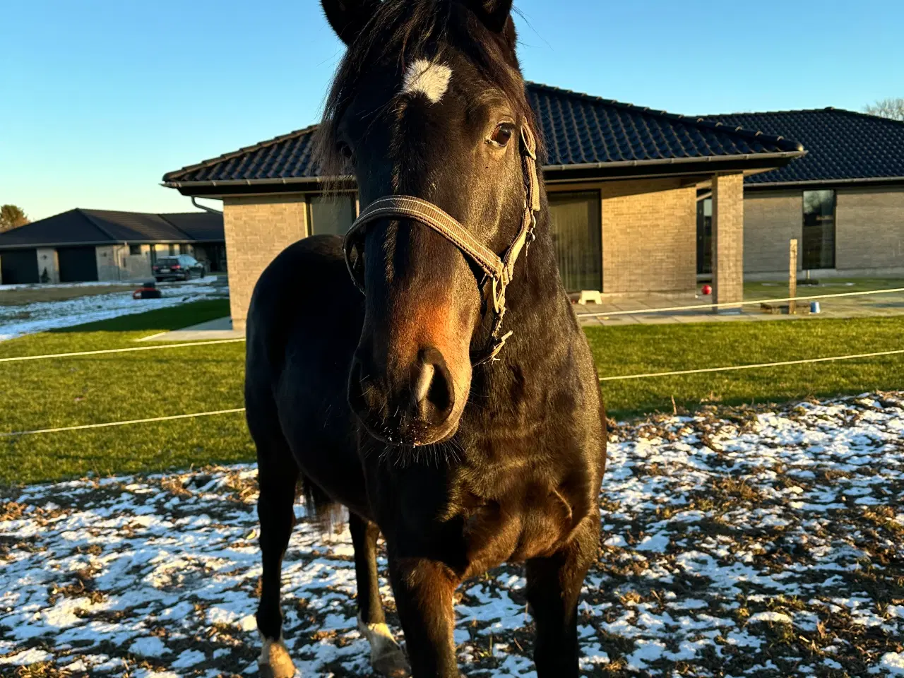 Billede 1 - Welsh partbreed 2 års