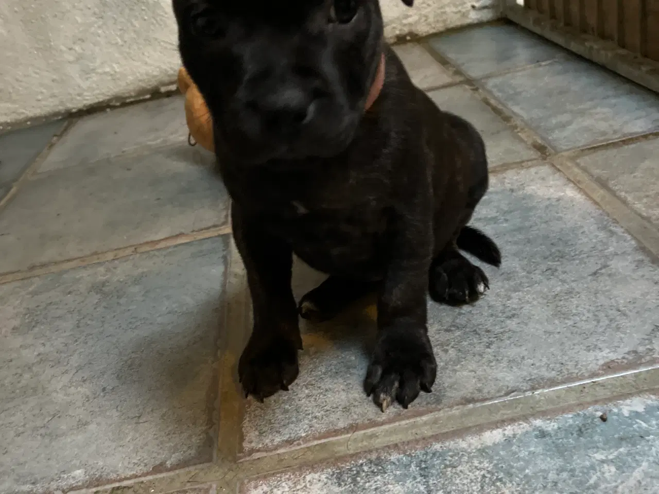 Billede 4 - Staffordshire Bull terrier