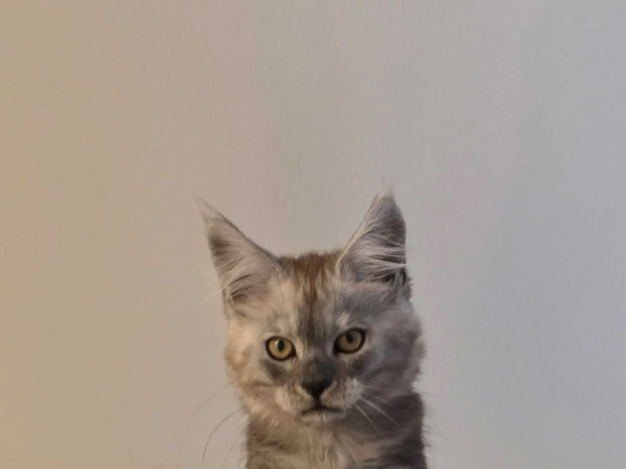 Billede 3 - Mainecoon dreng 