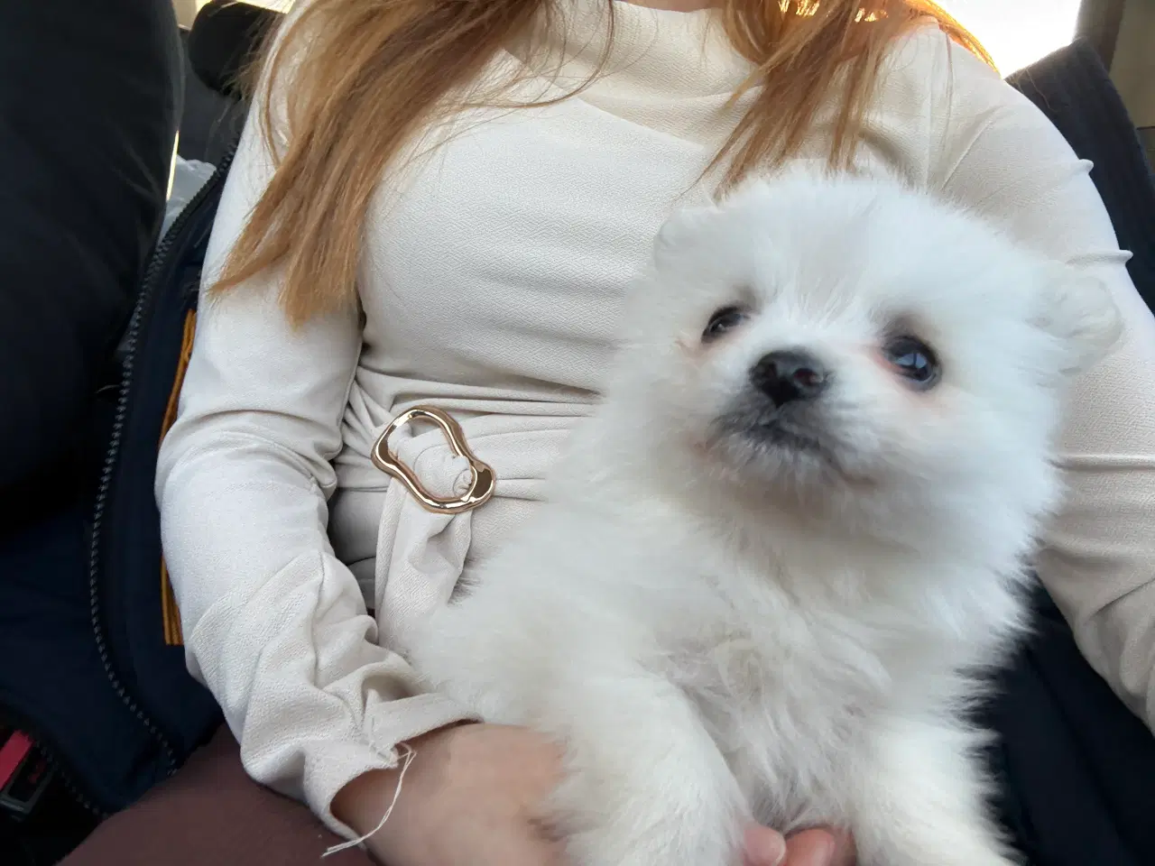 Billede 4 - Kærlig Pomeranian pige-hvalp – fuldt vaccineret,