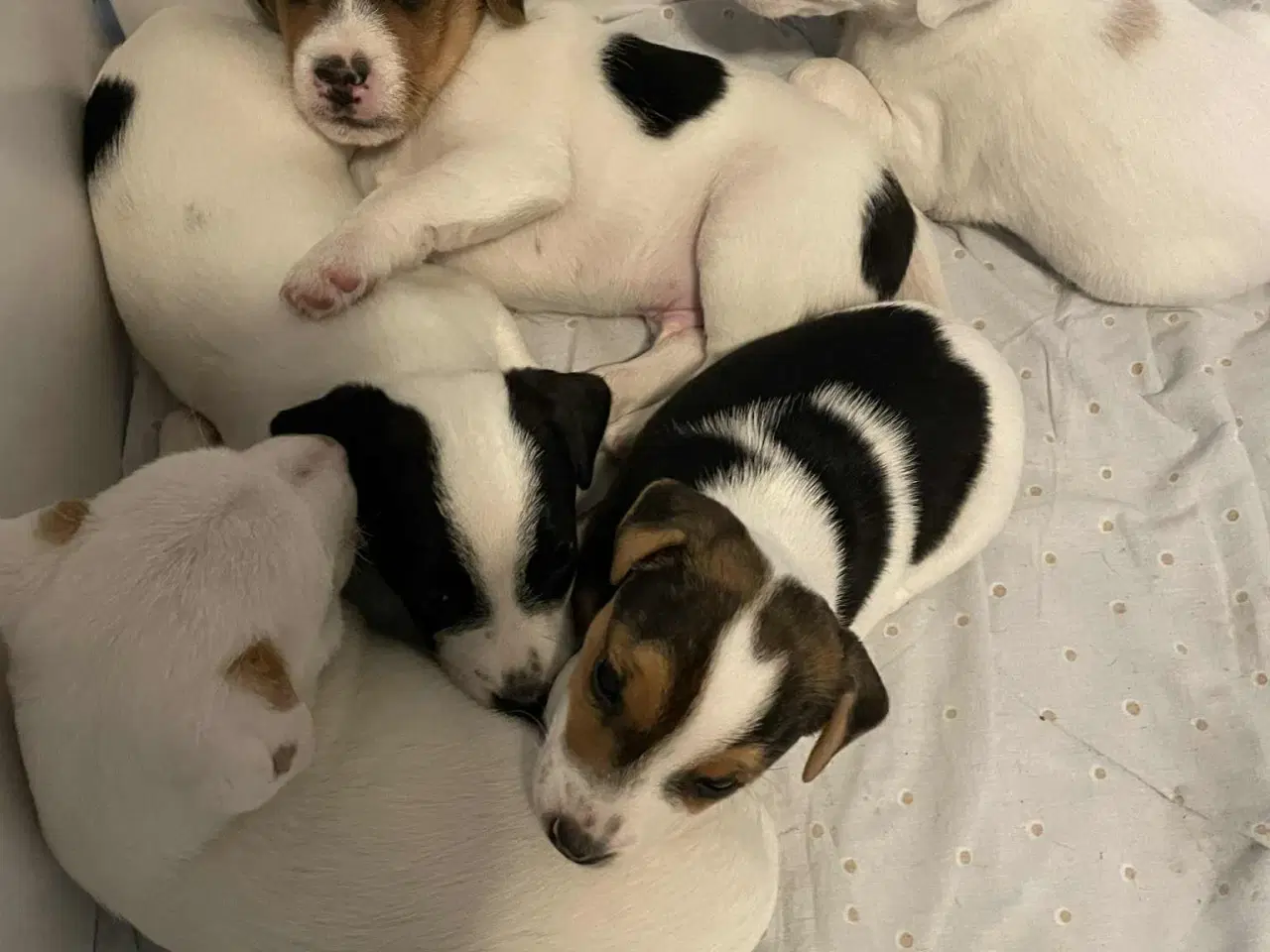 Billede 1 - Jack Russel hvalpe . 