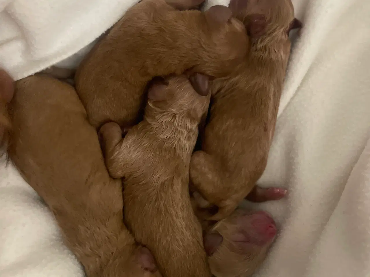 Billede 2 -  Cockapoo 1BB-hvalpe  – klar til nye hjem d.20 nov