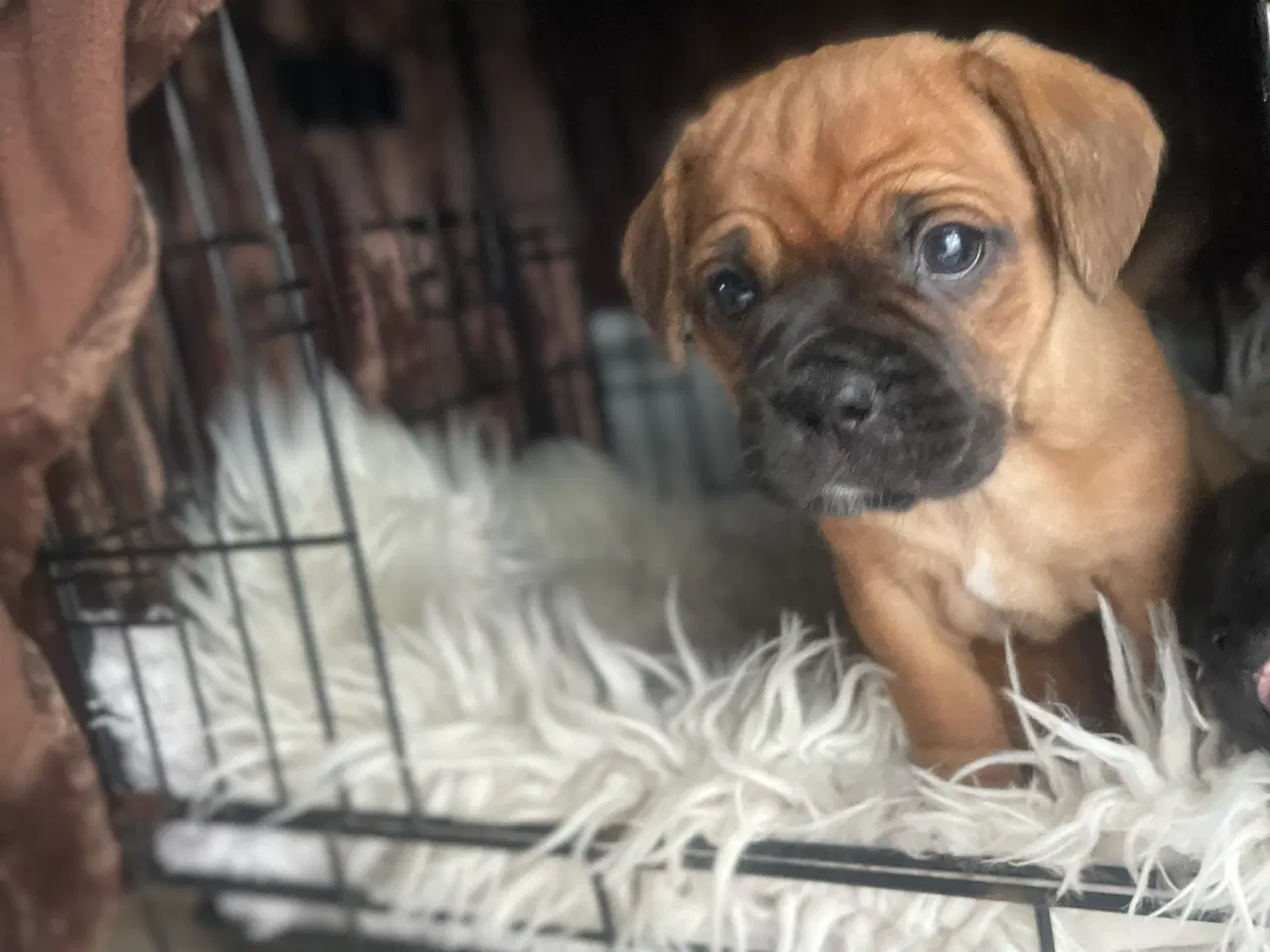 Billede 15 - Fransk cavapoo søger ny sofa arm🥰
