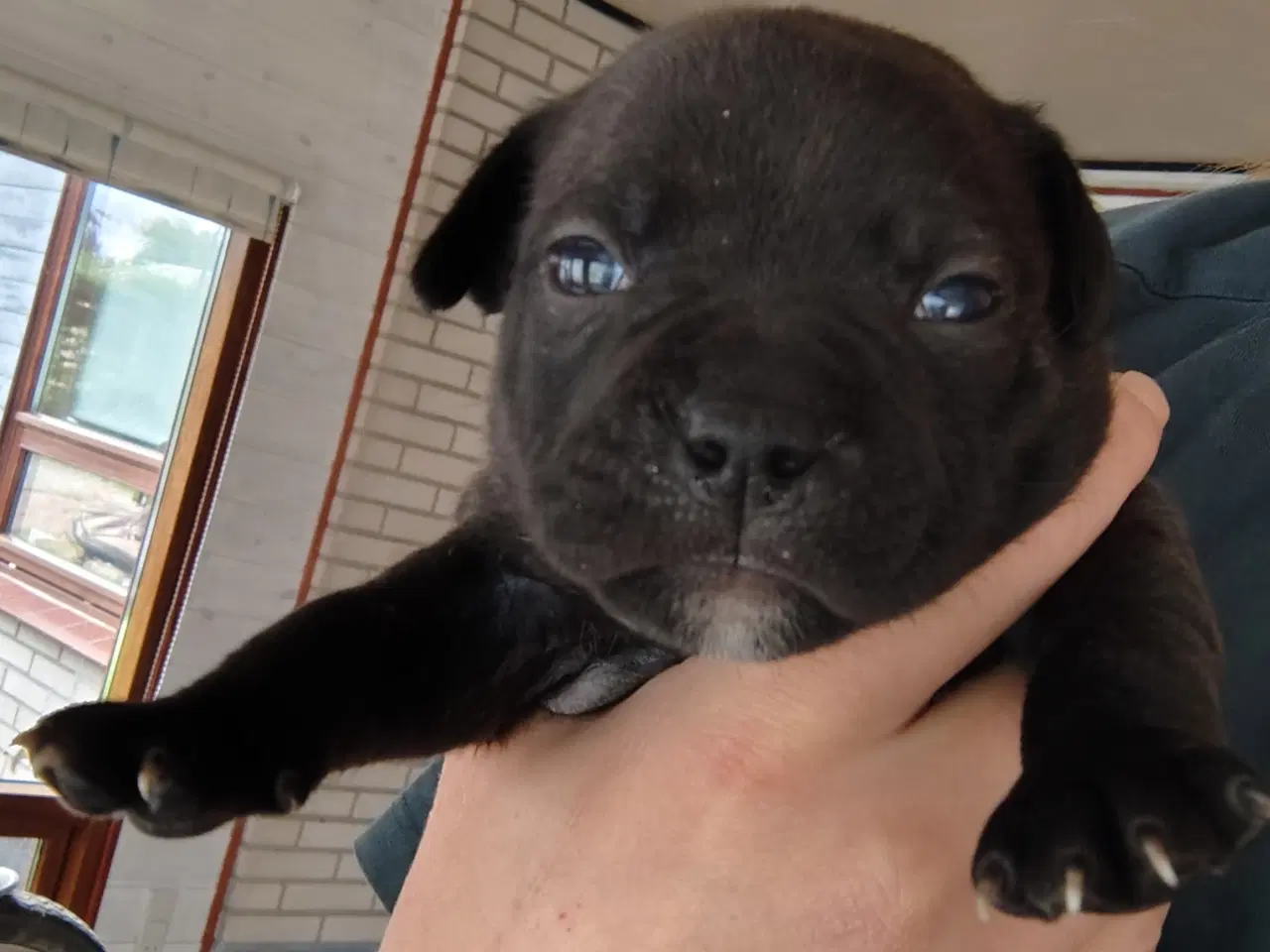 Billede 8 - Engelsk Staffordshire bull terrier 