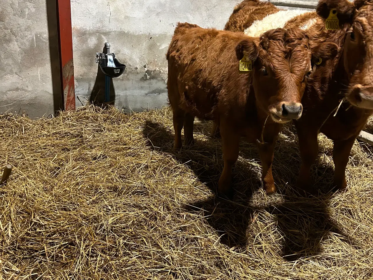 Billede 1 - Dexter kvie