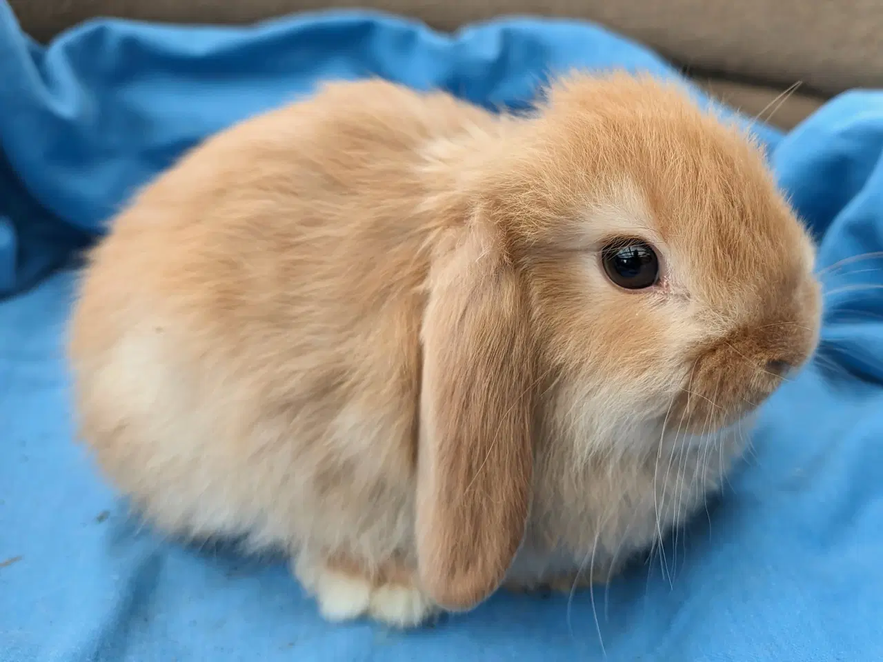 Billede 5 - Minilop kaninunge sælges