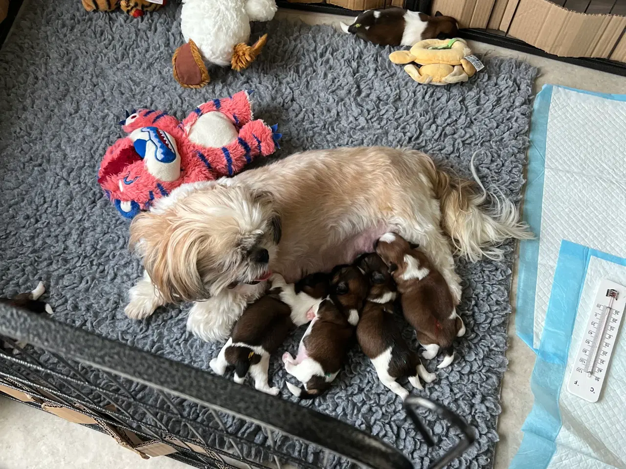 Billede 12 - Shihzhuer 5 drenge og en pige