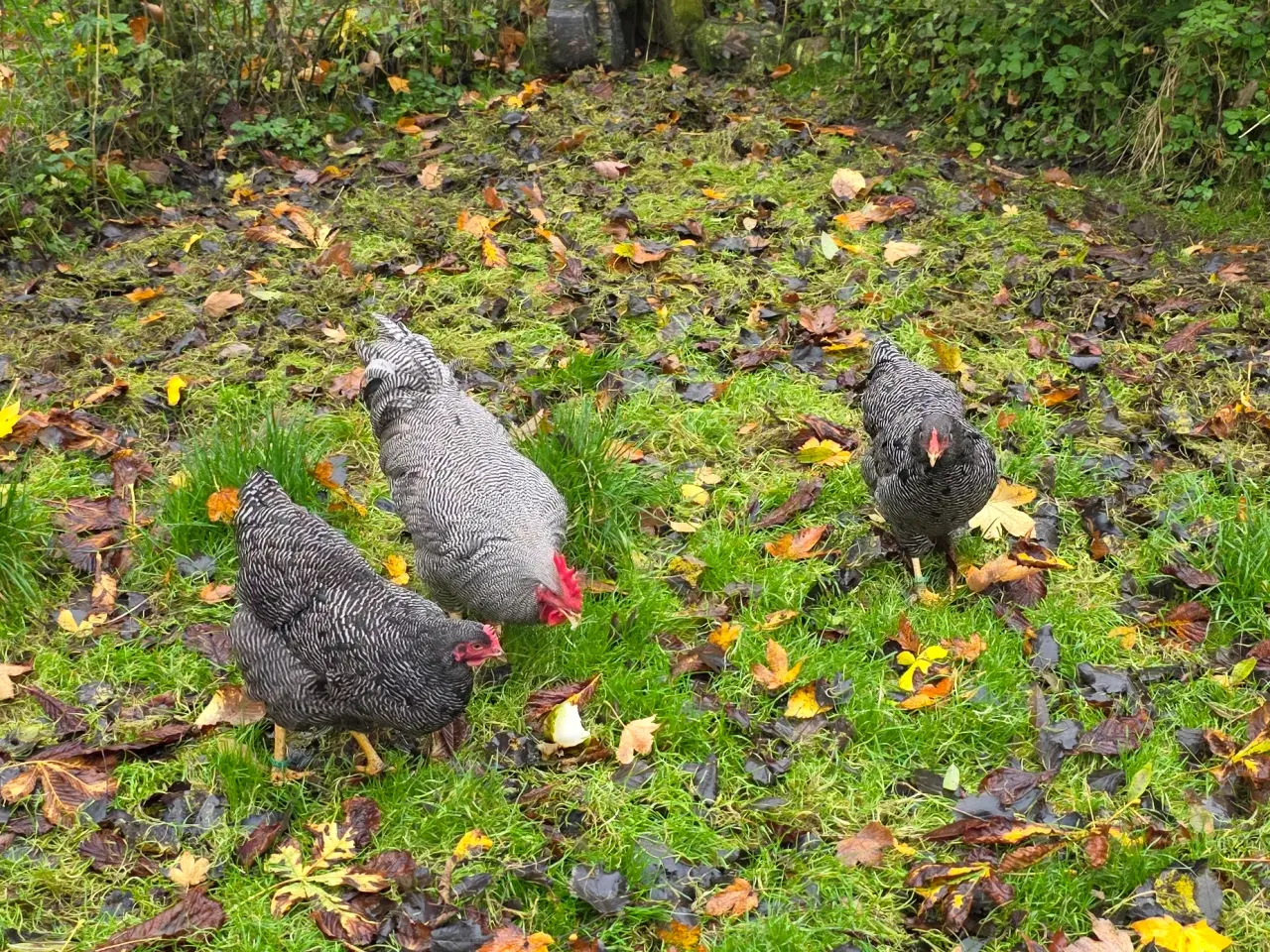 Billede 1 - Plymoth rock høns
