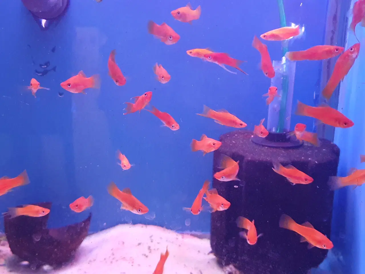 Billede 10 - Røde Sværddragere