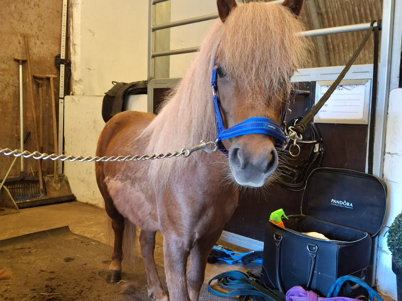 Billede 2 - Skøn pony vallak